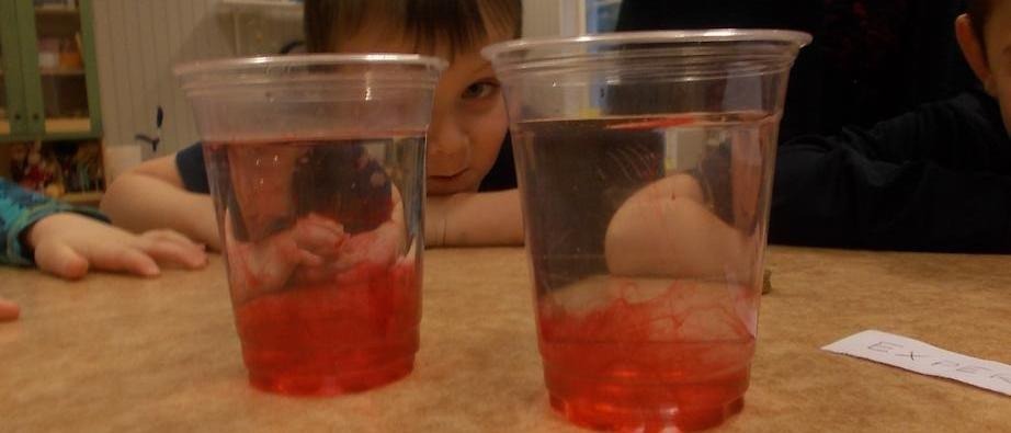 Ett barn som tittar på ett experiment med två vattenglas och färg
