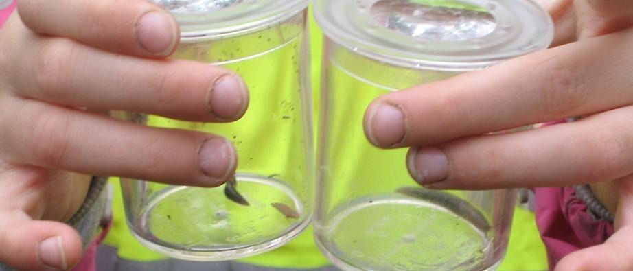 Barnhänder som håller i två glasburkar med insekter inuti 