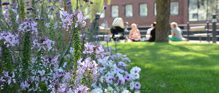 Blommor i en park och i bakgrunden ser man några personer som sitter i gräset