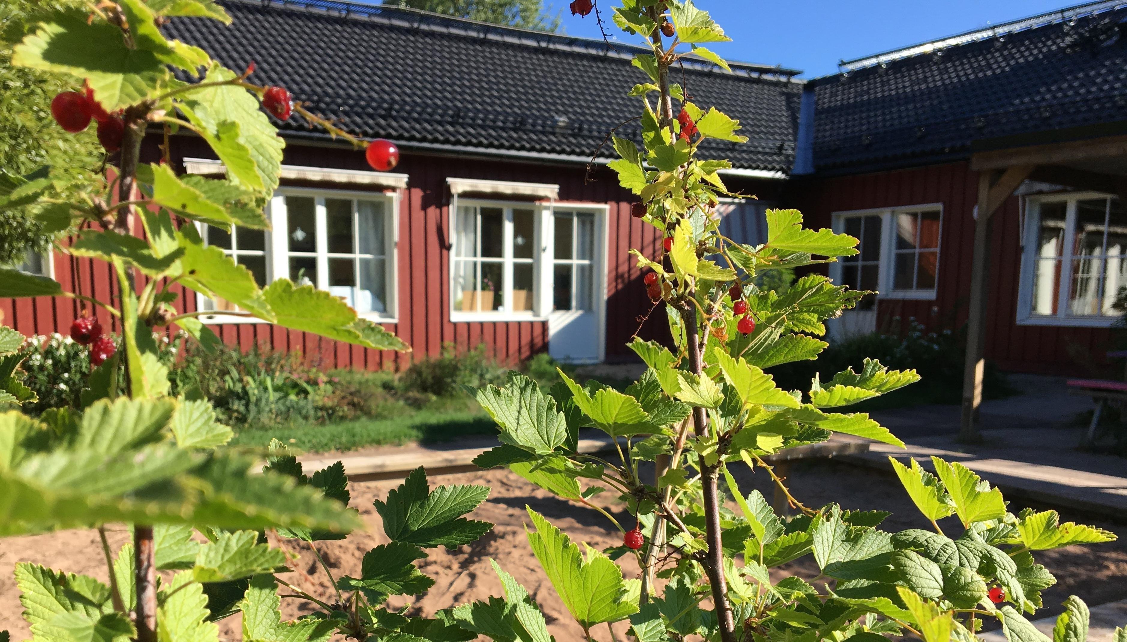 En trädgård framför ett rött hus