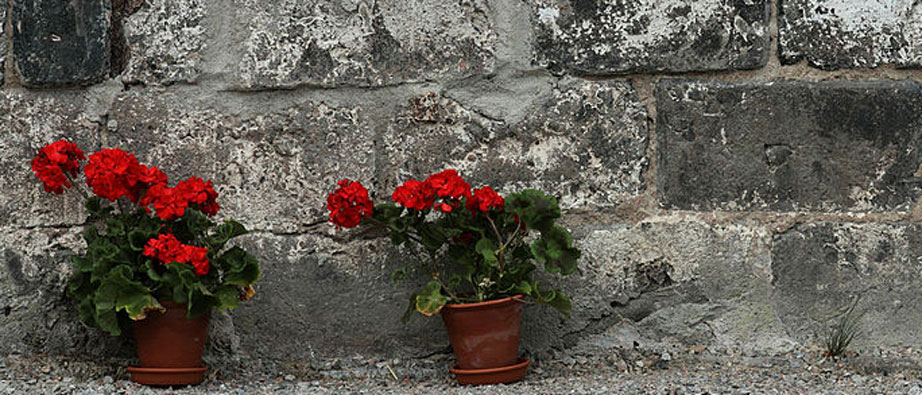 Röda pelargoner som står bredvid en stenvägg