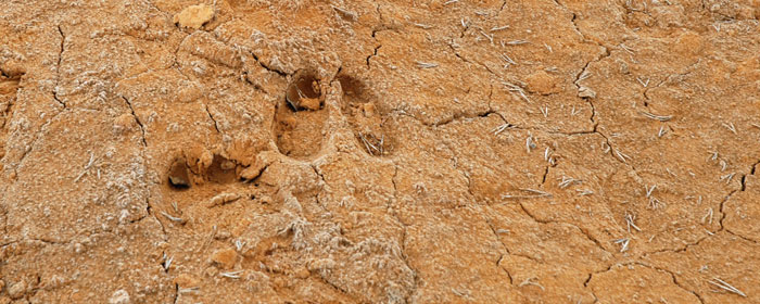Rådjursspår i roströd  gruvjord