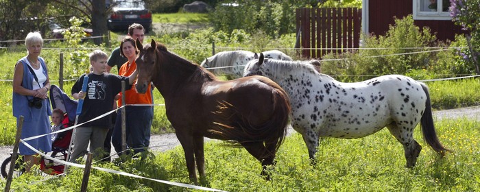 familj som hälsar på hästar i en hage