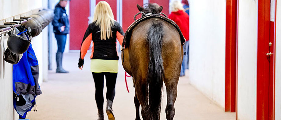 En kvinna går och håller i en häst i en stallgång