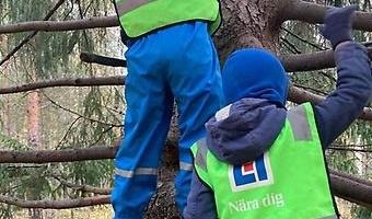 Barn klättrar i träd