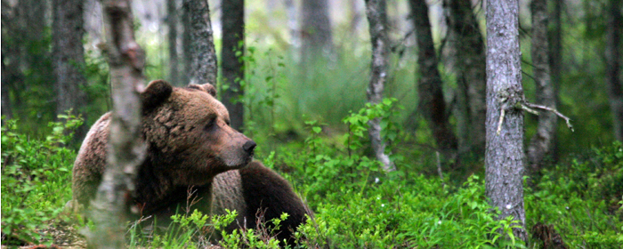 En björn i skogen