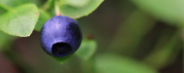 Ett moget blåbär i blåbärsris