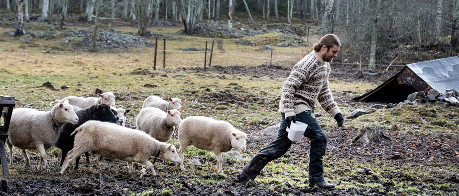 En man med hinken i sin hand springer före en skock med får.