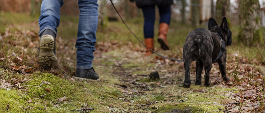 Två personers ben och en svart liten hund vandrar bortåt på en skogsstig