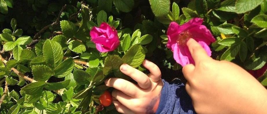 Barnhänder som rör vid rosa blommor på en buske