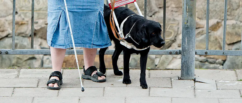 En ledarhund står bredvid en kvinna med vit käpp. Endast nedre delen av benen syns.