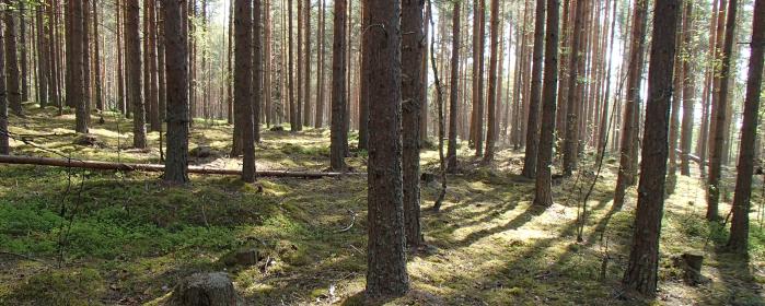 Skogens lekrum för fritidshemmet Hälsingberg. Foto: Johan Wesslèn
