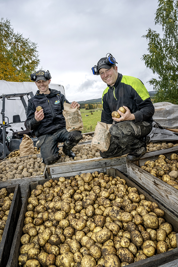 Erik och Jocke sitter på stora trälådor fyllda med potatis. Trälådorna står på ett traktorsläp. Båda två håller i en varsin potatis med ena handen och en brun påse med potatis i den andra.  