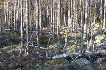 Träd och stenblock i skogsmiljö