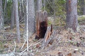 Gammal skogsmiljö med stubbe påverkad av skogsbrand
