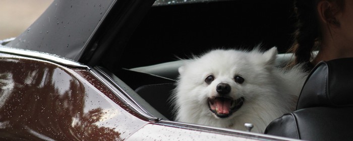 En vit liten hund som kikar ut ur en nervevad bilruta
