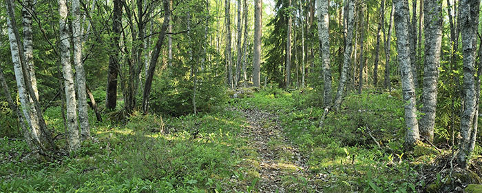 Bild från naturreservat. Björkskog med en stig.