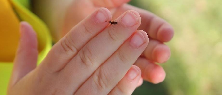 Barnhänder som det kryper en myra på