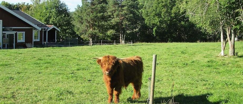 En långhårig ko som står utomhus på en grön gräsmatta