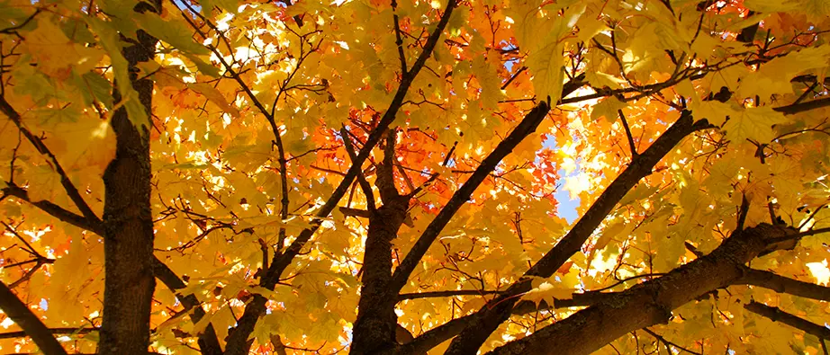 En trädkrona på hösten